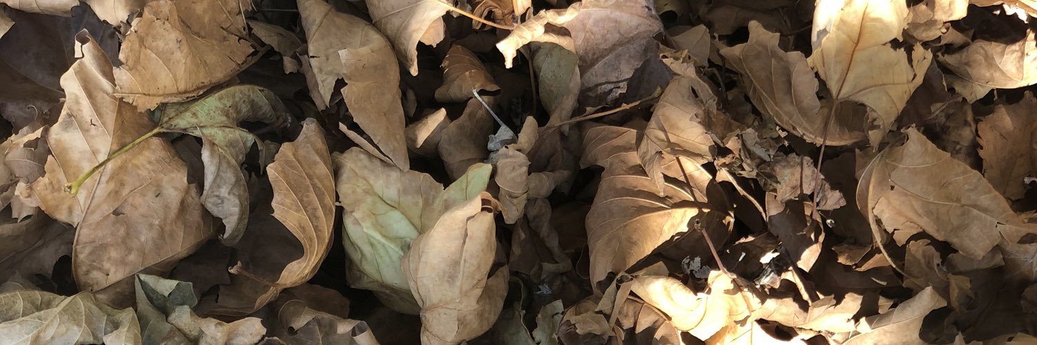 Mónica Puentes banner