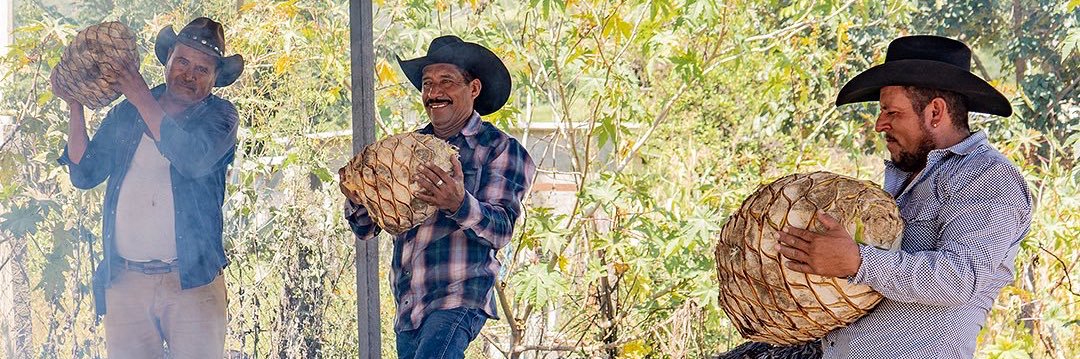 MezcalAlipus's profile banner image
