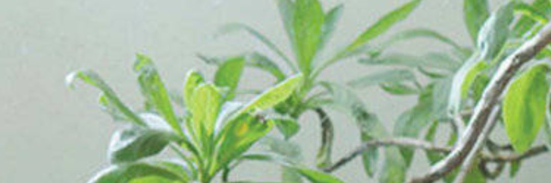 whxm banner