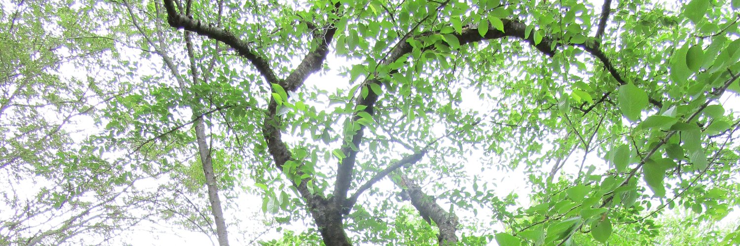 bunkyo_osp's profile banner image