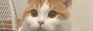Ganda_RCP's profile banner image