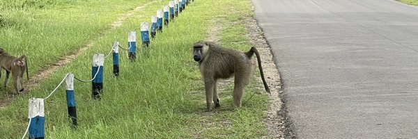 TheWilingKitten Profile Banner