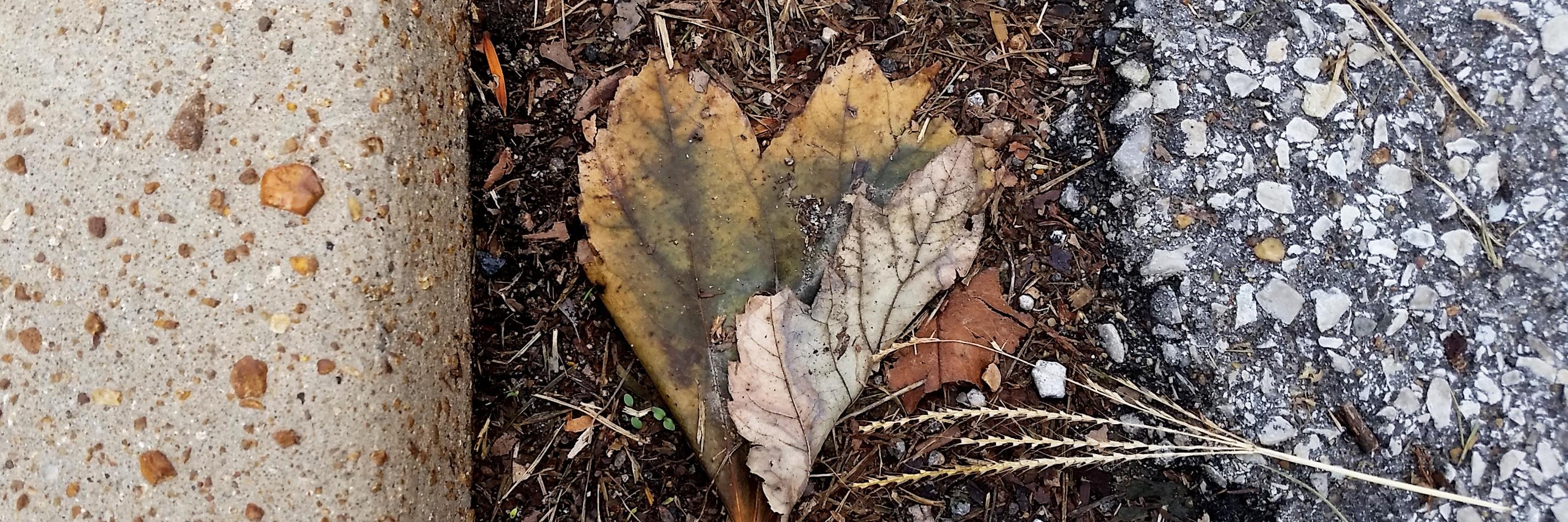 @limeonaire@mefi.social banner