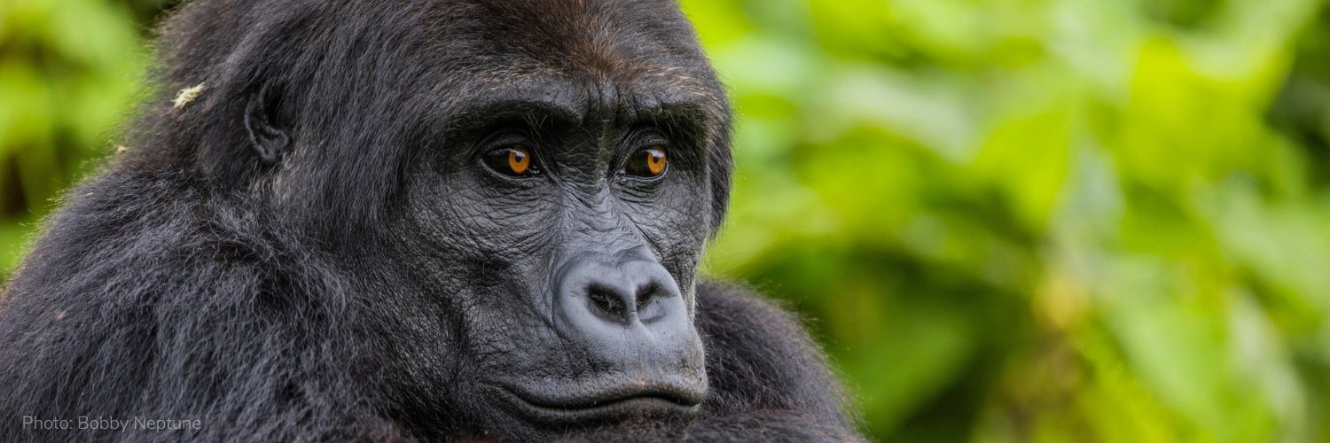 GRACE Gorillas banner