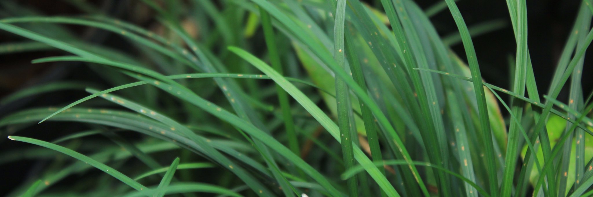 klicak's profile banner image
