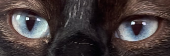 GRUMPYCAT ARMY BNB banner