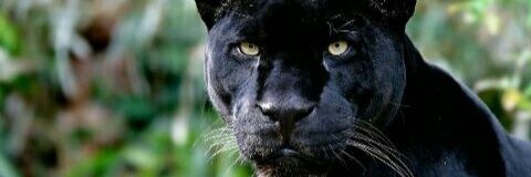 elwispika's profile banner image