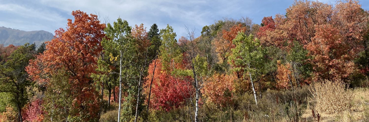 NilssonSadie's profile banner image