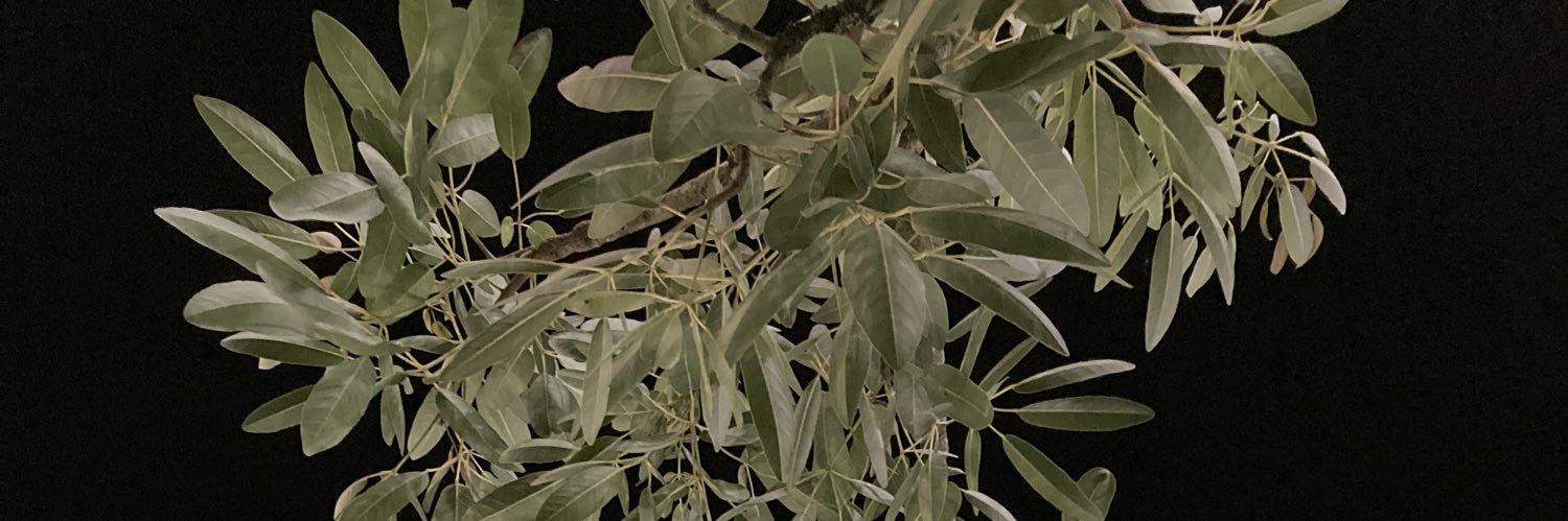 davidSLPorta's profile banner image