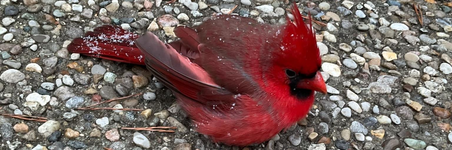 𝕷𝖆𝖚𝖗𝖆♡︎🪷🦂 banner