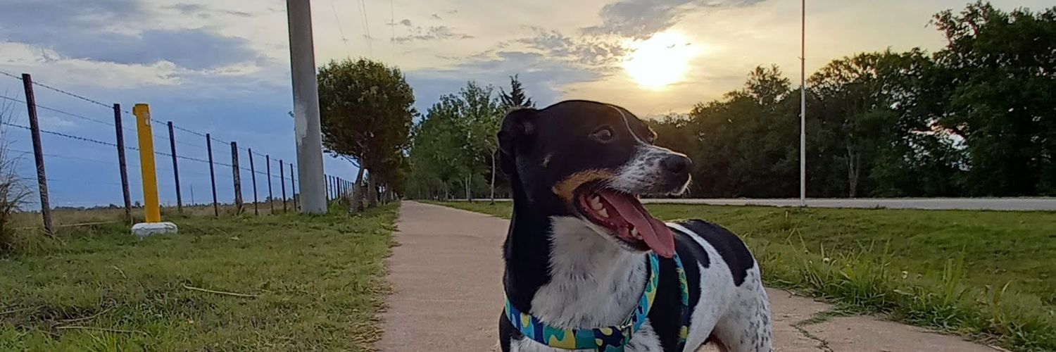 rommassola's profile banner image