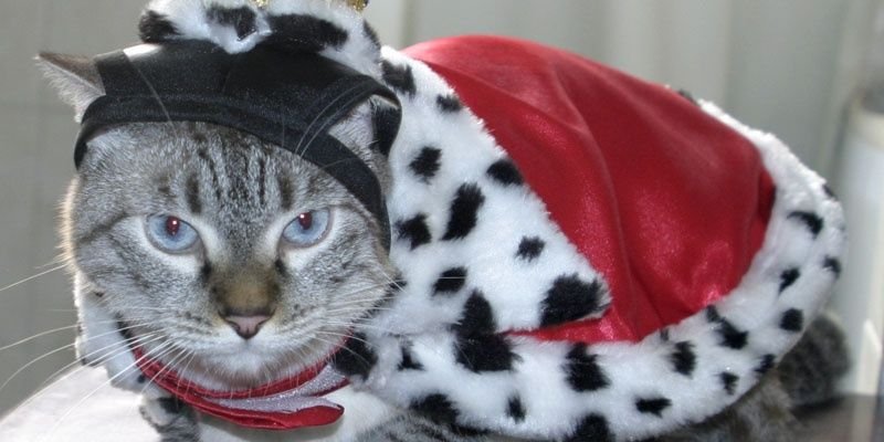 mledis's profile banner image