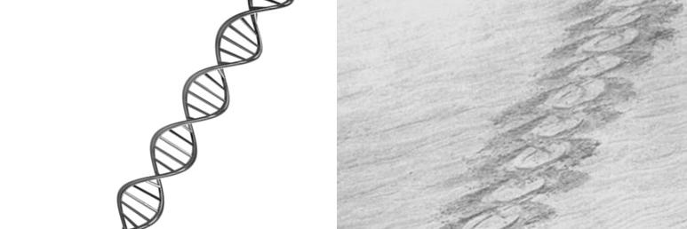 Zachary Sachen banner