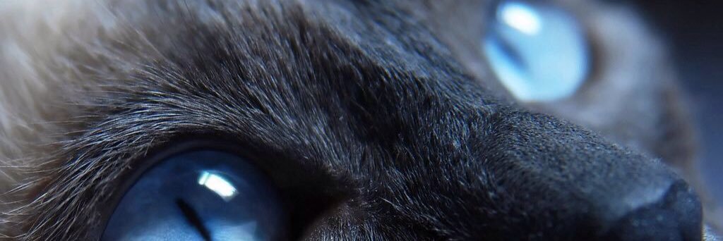 CatlovrBon's profile banner image
