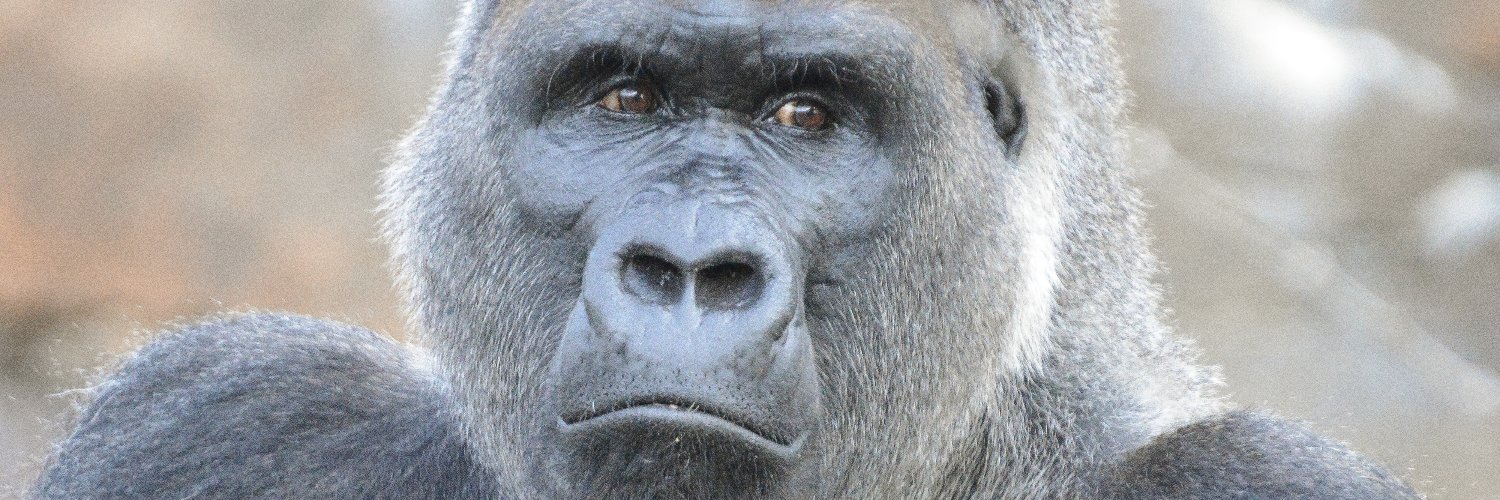 Jonathan Q Case banner