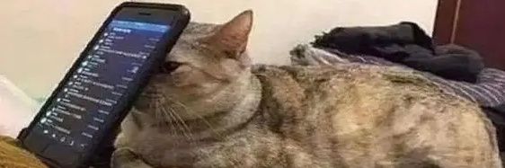 LottaSpice_'s profile banner image
