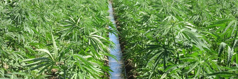 Hemp Farmers banner