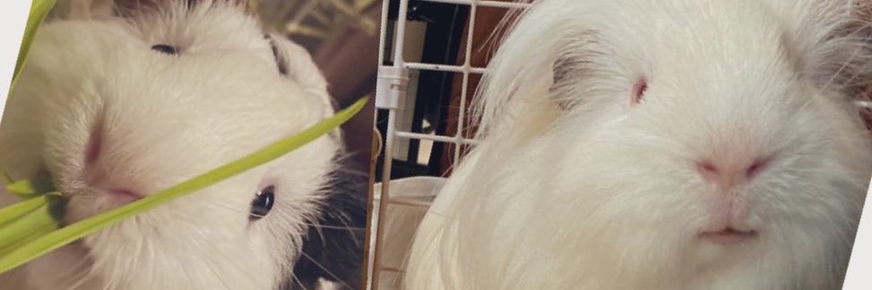杏仁とおしるこ🫘🌹🪓 banner