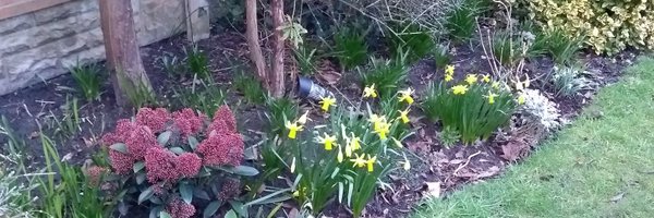 CarolePlatypus Profile Banner