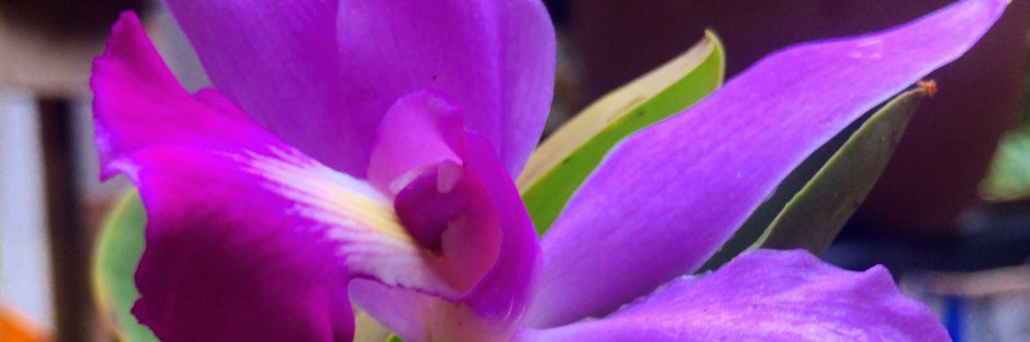 everydayavena's profile banner image