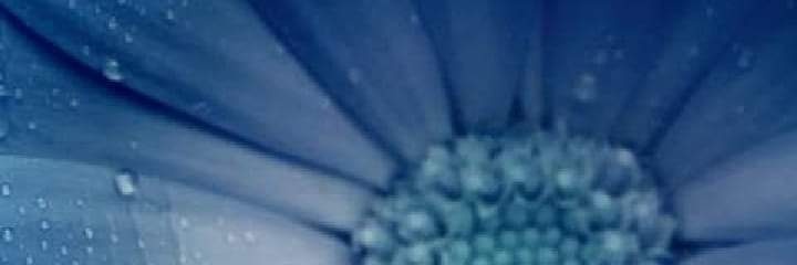 Rolía's banner