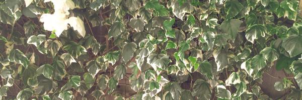 dmur Profile Banner