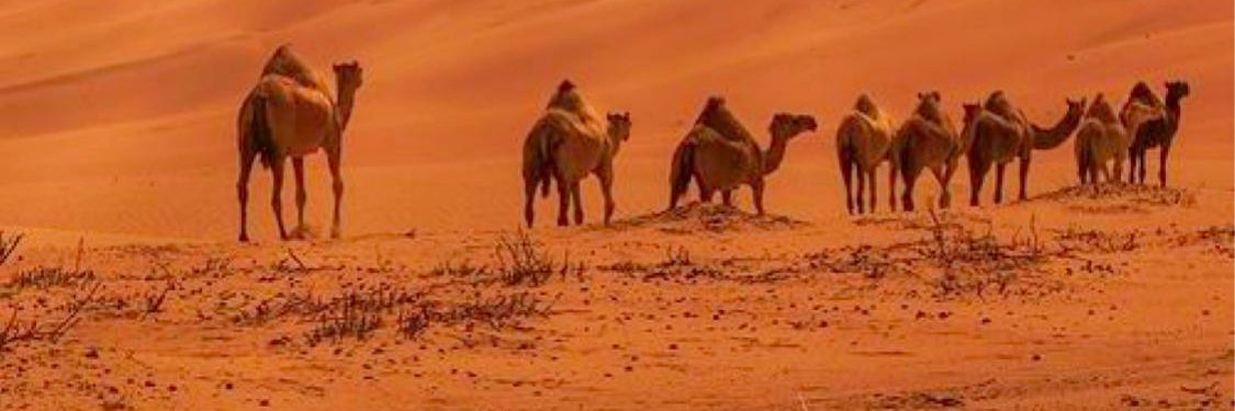 ثقافه اسلامية's banner