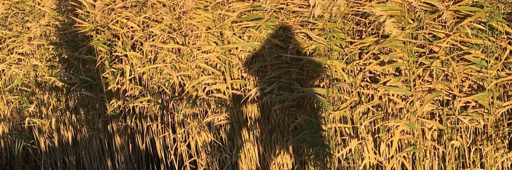 Hanna Parikka 🇫🇮 🔬🐭 banner