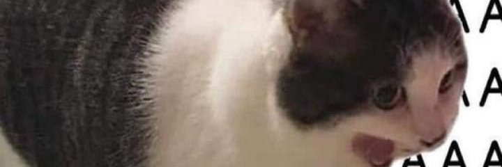 CatoverHat banner