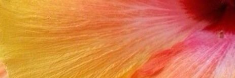 citronetmer's profile banner image