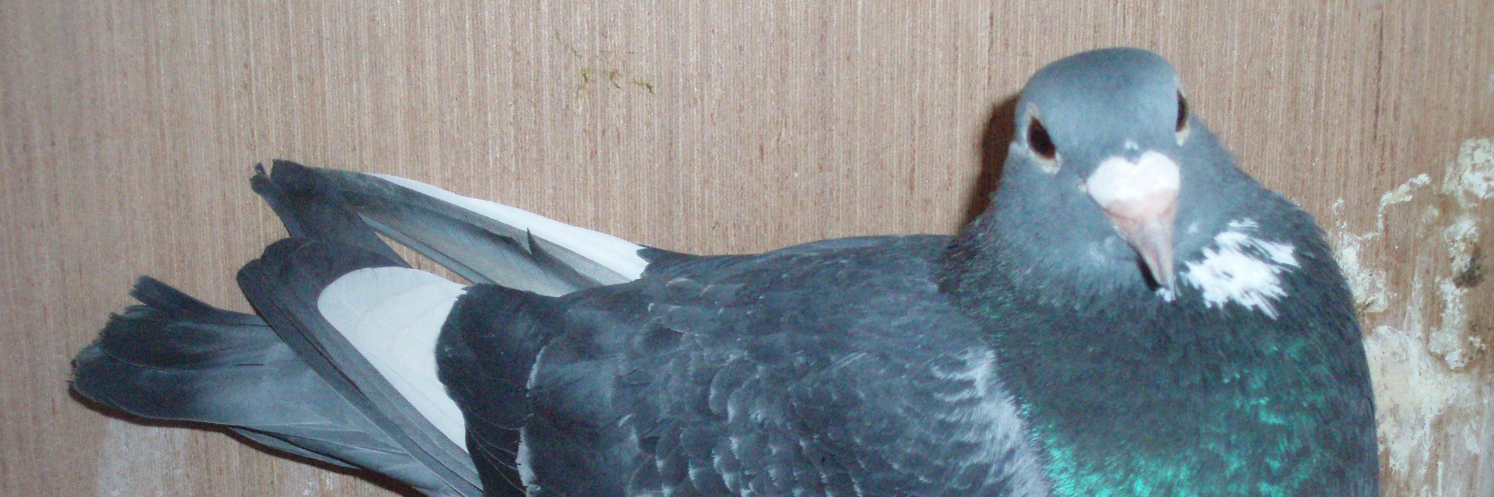 Zaphod Beeblebrox banner