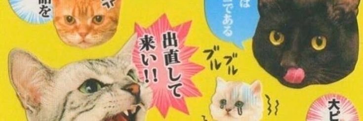 cat_loveer's profile banner image