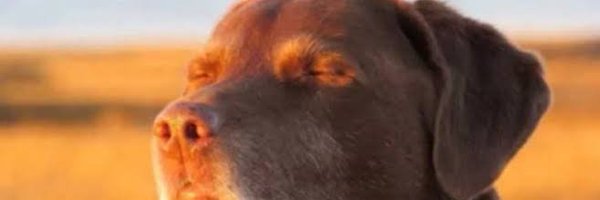 siesto1elemento Profile Banner