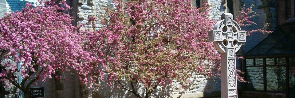 Trinity Buffalo banner