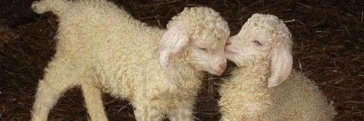 รɱƒɠɦѵ¹⁷🎈| v8! banner