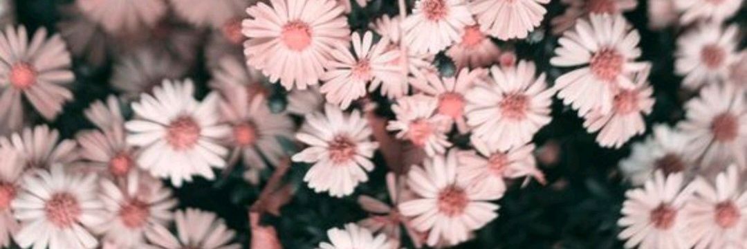 AgnesLy_'s profile banner image