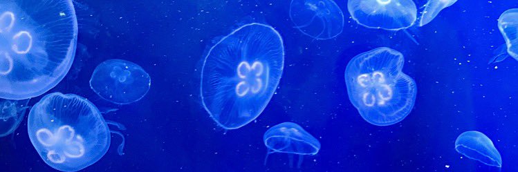 4Spore's profile banner image