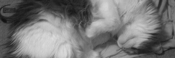 achmorrison Profile Banner