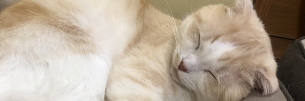 pj__milk Profile Banner