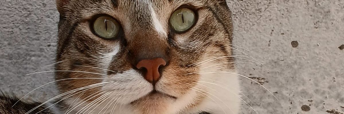 Susana 💛🐱 banner