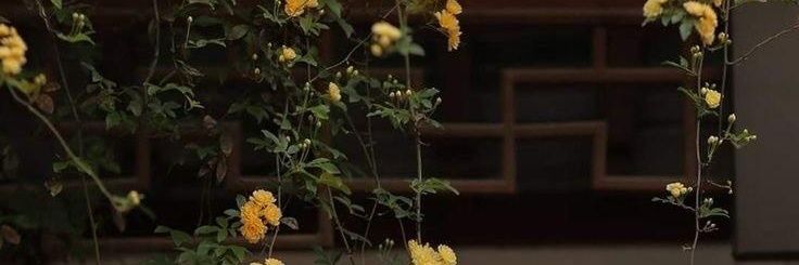 يارا banner