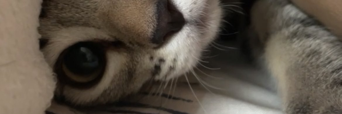 NaataliaaT's profile banner image