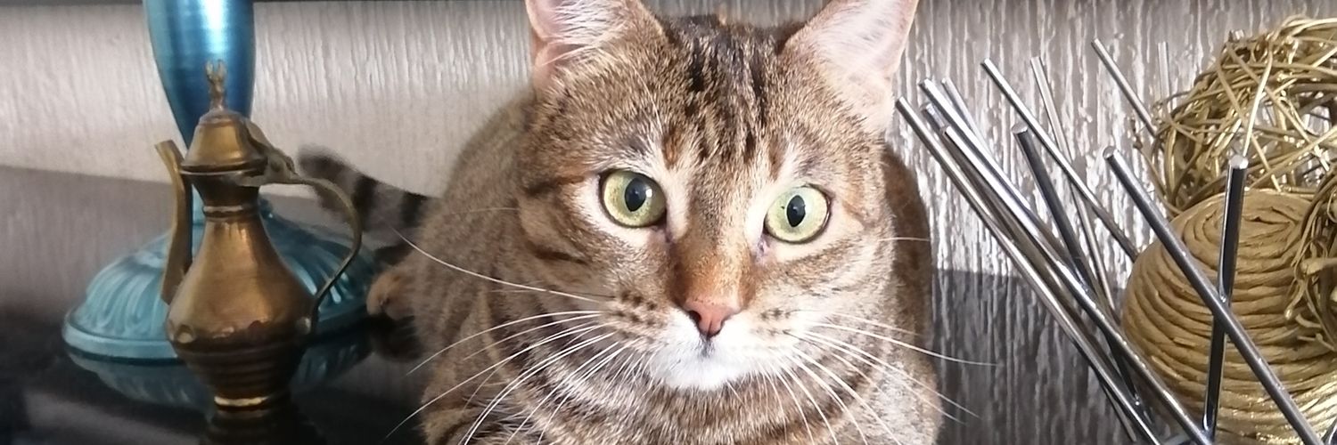 Yisus de los Gatos banner