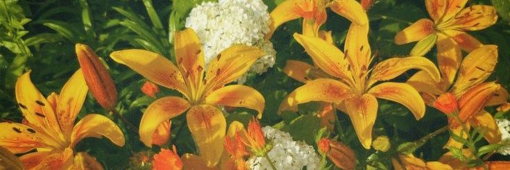 Glum ❇️✴️ banner