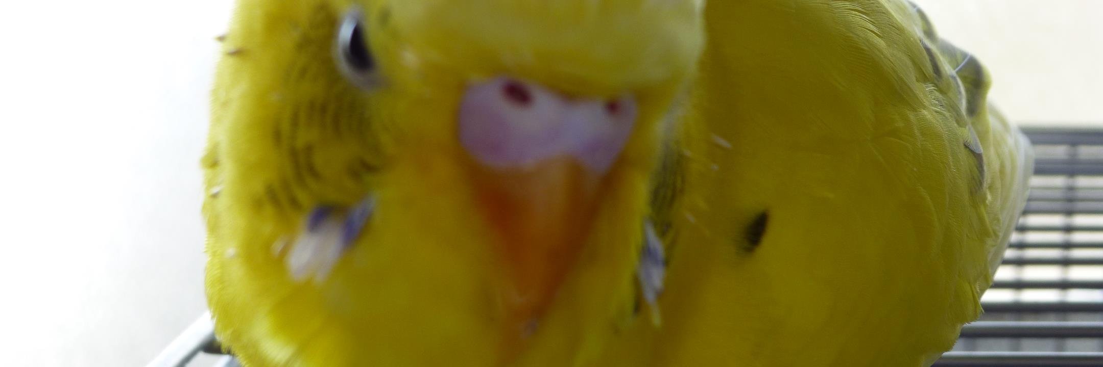 peperinko's profile banner image