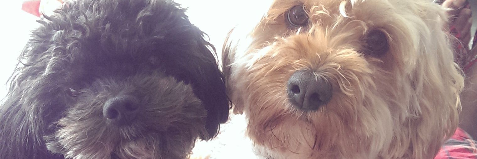 MissCheckers's profile banner image
