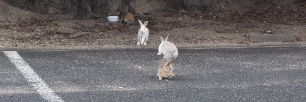 afananto Profile Banner