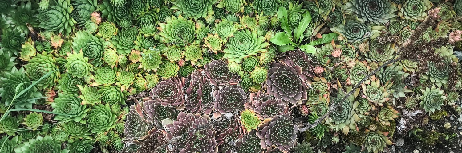 H Sofía 🪬 Ciao, sweet bird banner