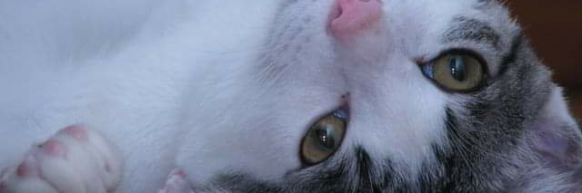 ＲｉｃｅＴａｉｌ banner