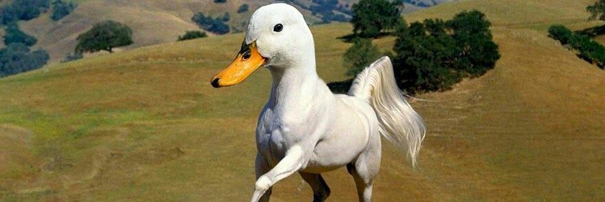 Splinter Estancado En El 2013 banner